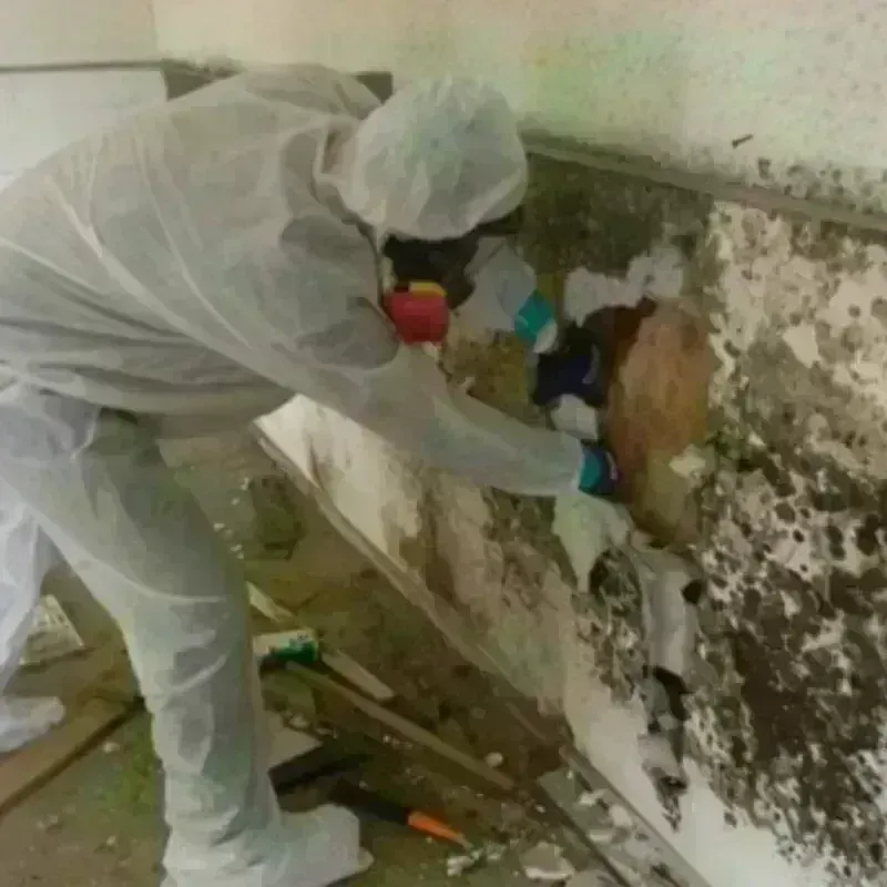 Mold Remediation and Removal in Apache, OK